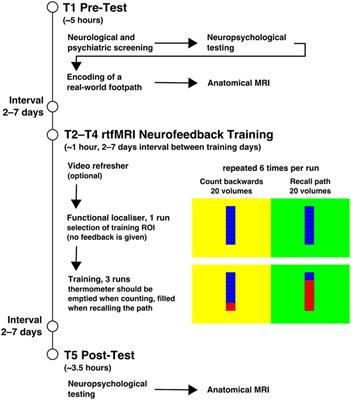 Cognitive Improvement and Brain Changes after Real-Time Functional MRI Neurofeedback Training in Healthy Elderly and Prodromal Alzheimer’s Disease